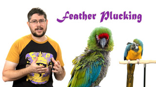 Parrot Feather Plucking Solutions