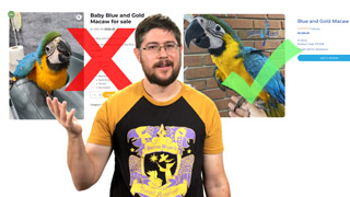 How to Tell If A Parrot Seller Is Legit