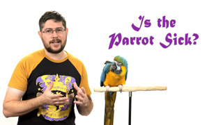 Is My Parrot Sick?