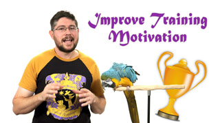 10 Ways to Improve Parrot Training Motivation