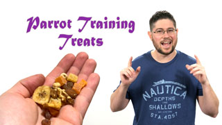 Best Treats for Parrot Training