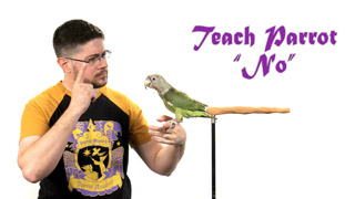 Teach a Parrot 