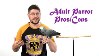 2nd Hand Adult Parrot Pros & Cons