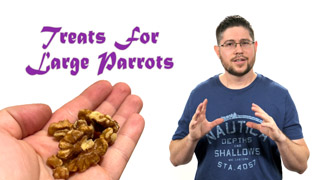 Best Treats for Training Large Parrots