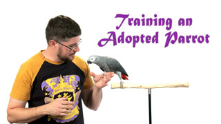 Training an Adopted or Adult Parrot