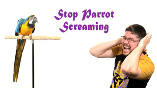 Stop Parrot Screaming