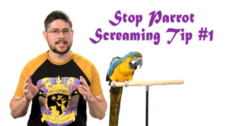 Stop Parrot Screaming - Tip #1