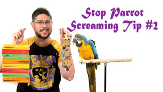 Stop Parrot Screaming - Tip #2