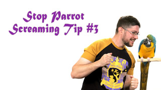 Stop Parrot Screaming - Tip #3