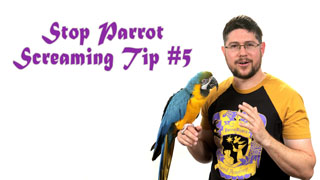 Stop Parrot Screaming - Tip #5