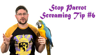 Stop Parrot Screaming - Tip #6