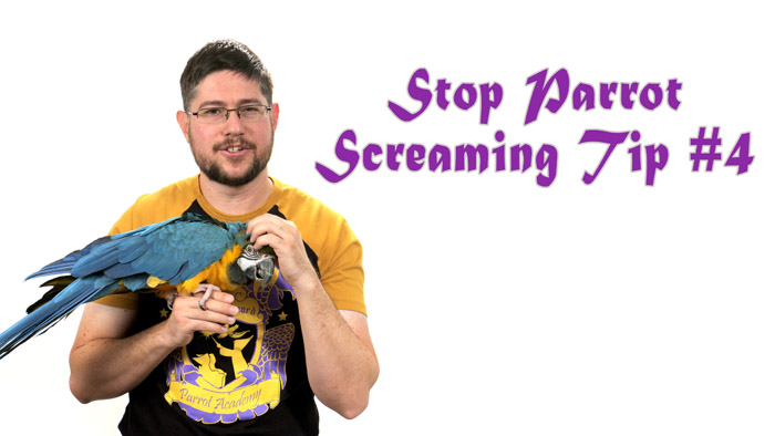 Stop Parrot Screaming - Tip #4