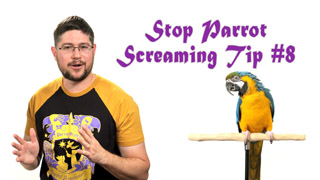 Stop Parrot Screaming - Tip #8