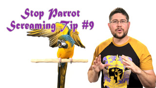 Stop Parrot Screaming - Tip #9