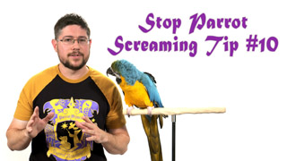 Stop Parrot Screaming - Tip #10