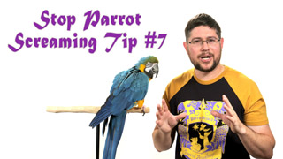 Stop Parrot Screaming - Tip #7