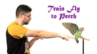 Train Parrot to Fly to Perch