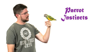 How to Handle Parrot Instincts