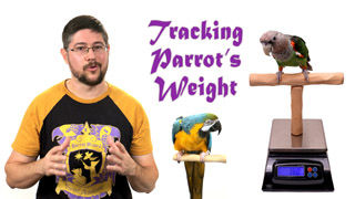 Important Information About Weighing Your Parrot