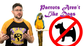 Parrots Are Not Like Dogs!