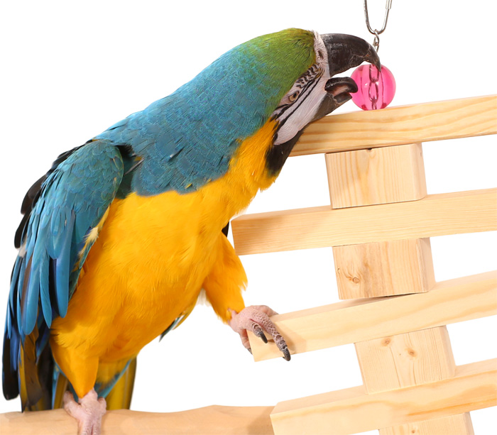 Blue and Gold Macaw playing with Parrot Bites Door Large Parrot Toy