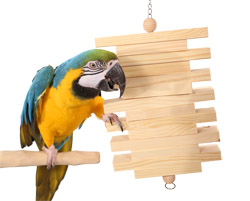 Macaw playing with Parrot Bites Slats Medium Parrot Toy