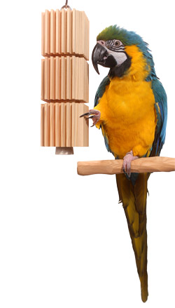 Large Parrot Tower with Blue and Gold Macaw