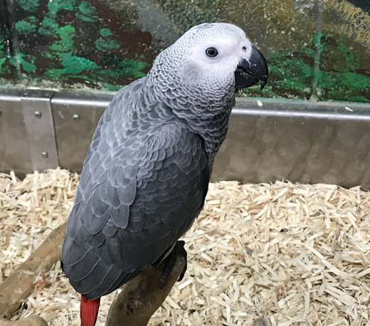 Congo African Grey Parrot