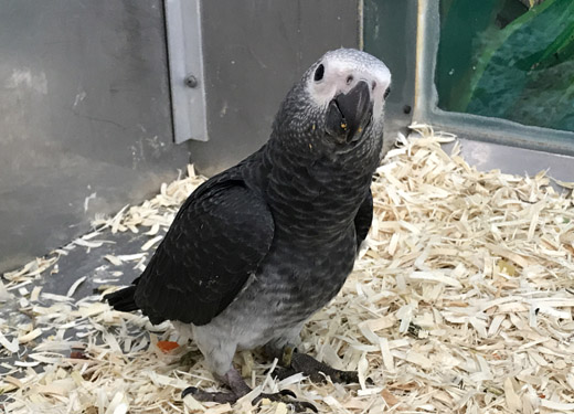 Timneh African Grey Parrot