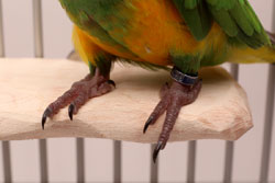 Close up of parrot feet on Hardwood Platform NU Perch