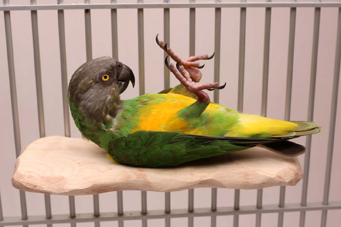 Senegal Parrot laying down on Platform Perch