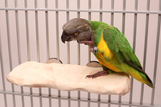 Senegal Parrot on Platform NU Perch