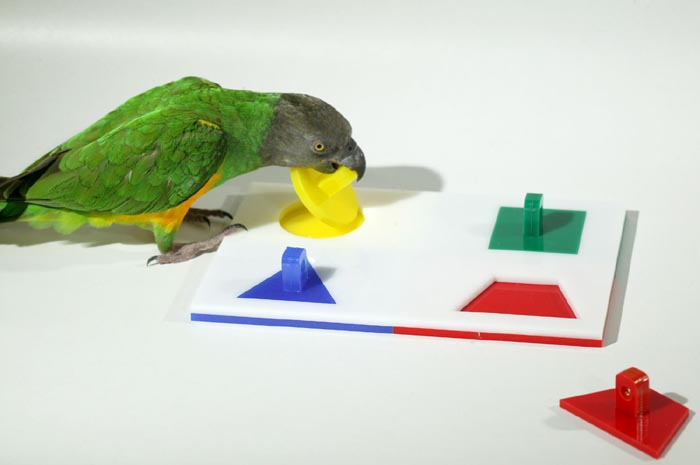 Senegal Parrot Puzzle