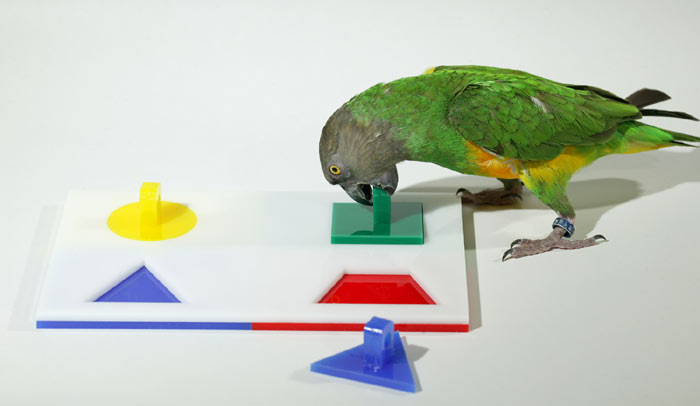 Medium Birdie Puzzle