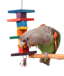 Cape Parrot Playing with Rainbow Diamond Medium Parrot Toy