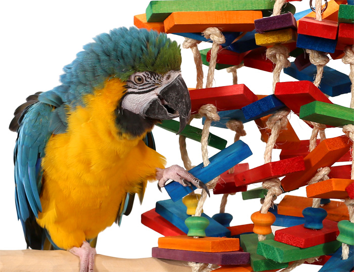 Close Up of Rainbow Parade Large Parrot Toy with Blue and Gold Macaw