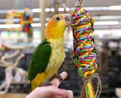 Caique playing with Rainbow Weave Shreddable parrot toy