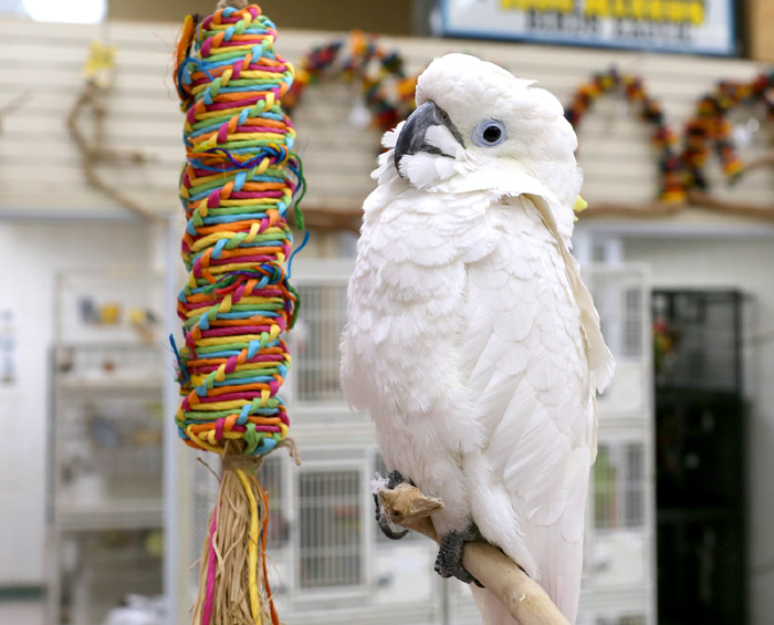 Umbrella Cockatoo with Rainbow Weave Shreddable parrot toy