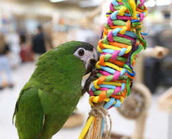 Hahns Macaw playing with Rainbow Weave Shreddable parrot toy