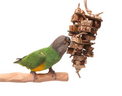 Senegal Parrot with Rainfall small parrot toy from Woodland Parrot