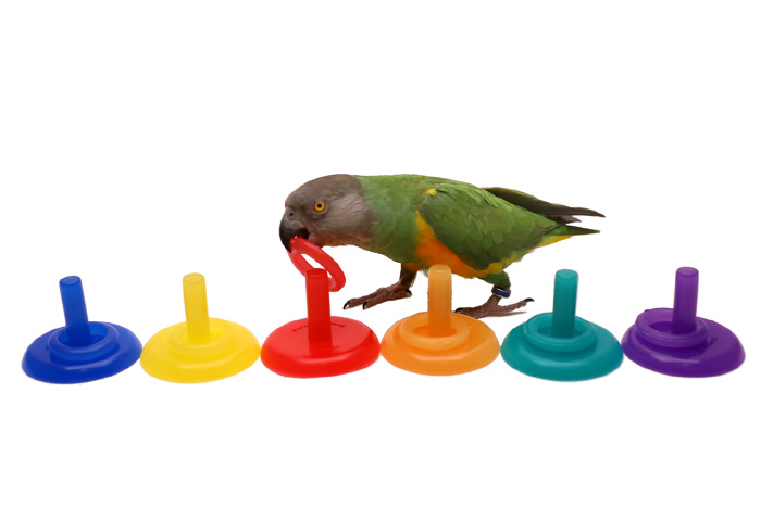 Senegal Parrot with Birdie Ring Toss Trick 6 Colors