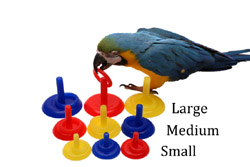 Macaw with 3 sizes of Birdie Ring Toss