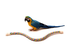 Large Rope Perch with Macaw