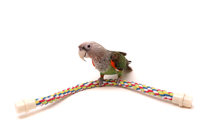 Medium Rope Perch with Cape Parrot