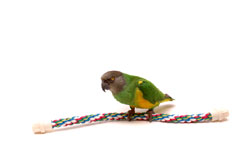 Small Rope Perch with Senegal Parrot