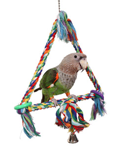 Cape Parrot on Rope Triangle Swing