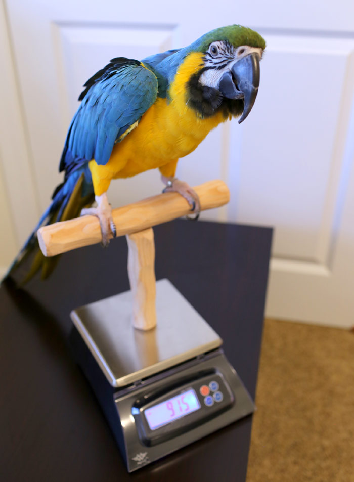 Macaw on Scale