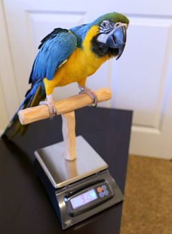 Macaw on Scale