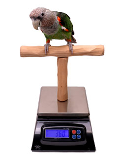 Parrot Scale