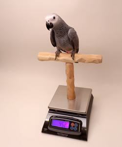 Congo African Grey Parrot on NU Perch Parrot Training Scale